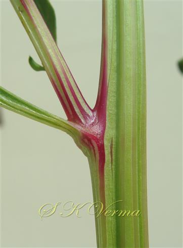 Stem
